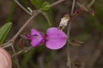 Eastern milkpea